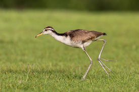 A juvenile Northern Jacana foraging.