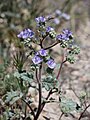 1. Phacelia sp.