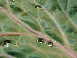 Water beads on the waxy cuticle of kale leaves Kale2.jpg