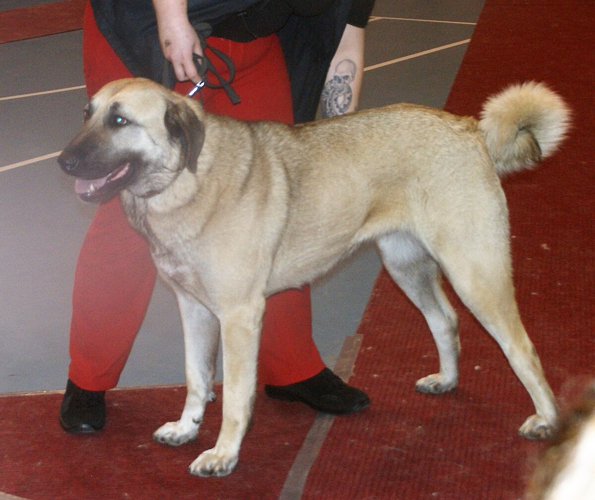 Conheça o Pastor de Kangal