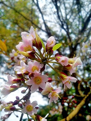 <i>Cratoxylum formosum</i> Species of tree