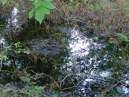 Visible water in the Kent Bog Kent Bog.jpg