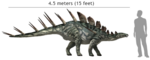 Kentrosaurus aethiopicus Kentosaurus size comparison with human.png