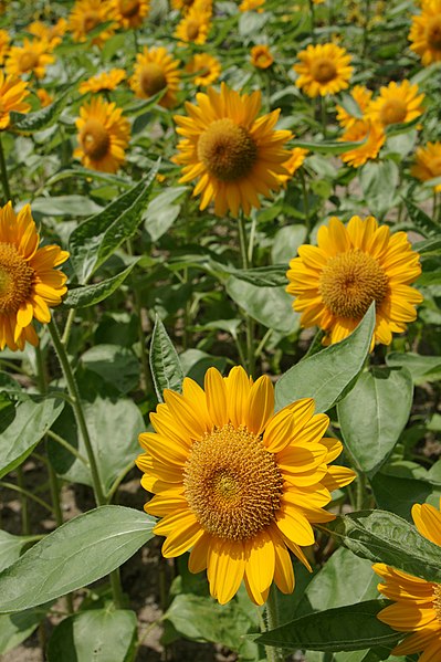 File:Kobe Nunobiki Herb Garden03n3200.jpg