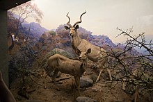 Taxidermied specimens, American Museum of Natural History Kudu (21798987409).jpg
