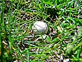 Scaffaiolo Lake-grass mushroom