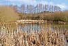 Lake near Moors Valley Country Park, Dorset - geograph.org.uk - 1175299.jpg