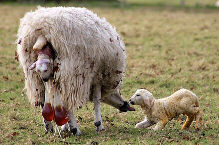 A sheep gives birth by vagina.