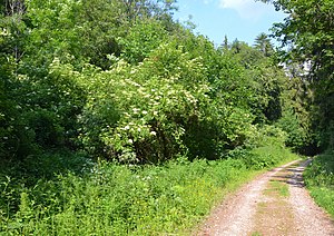 Landscape protection area Hecken under Winkelshalde, Balingen.jpg