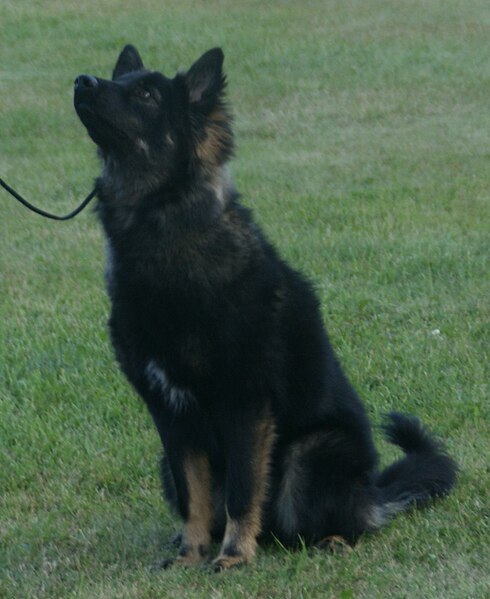 File:Lapponian Herder black & tan 1.jpg