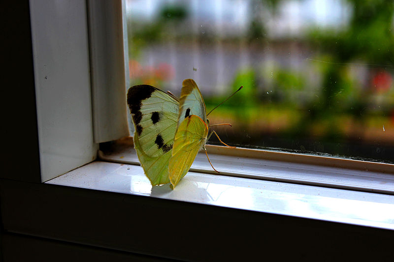 File:Large white (Pieris brassicae).jpg