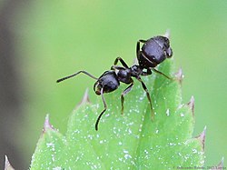 Pihamauriainen (Lasius niger)