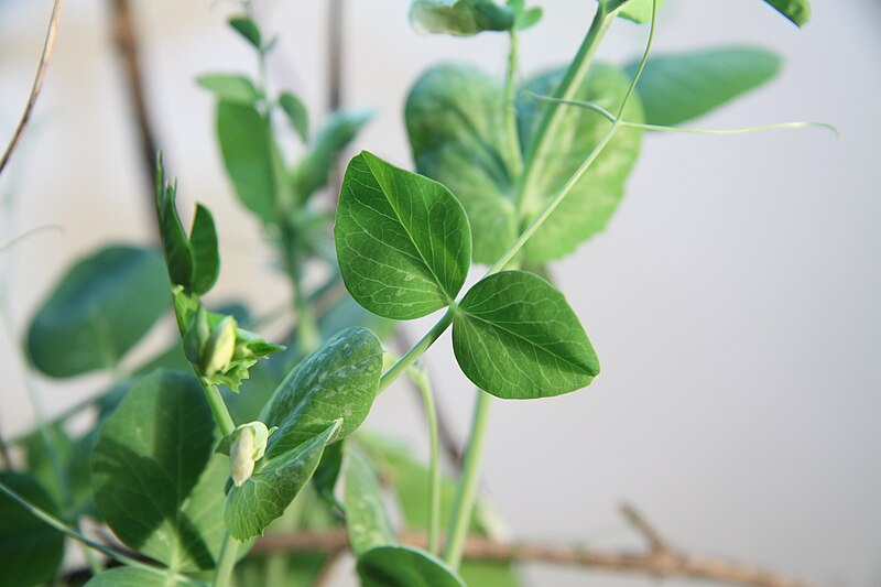 File:Leaves of Pisum sativum (2).JPG