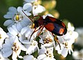 Lebia crux-minor (Linnaeus, 1758)