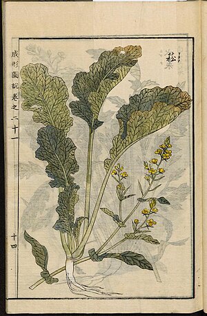 Brassica Rapa: Historia, Usos, Cultivares