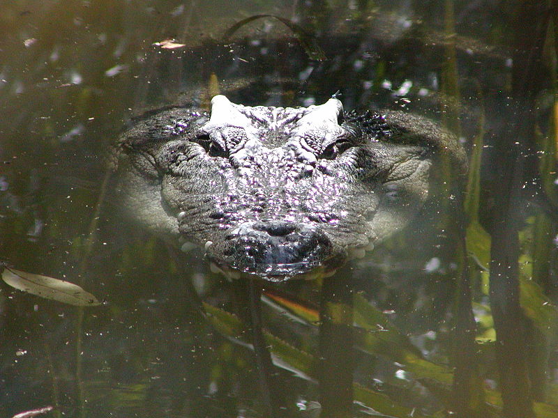 Datei:Leistenkrokodil HartleysCreekCrocodileFarm.JPG