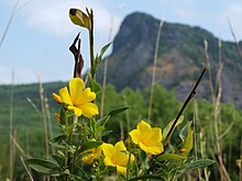 A yellow flax, an endangered species, was relocated before being buried under the Radovesicka vysypka (a disposal site for waste soil). Len zluty.jpg