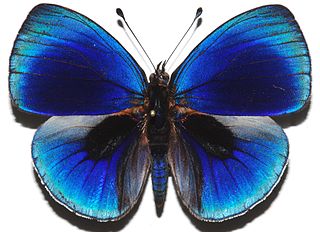<i>Asterope leprieuri</i> Species of butterfly