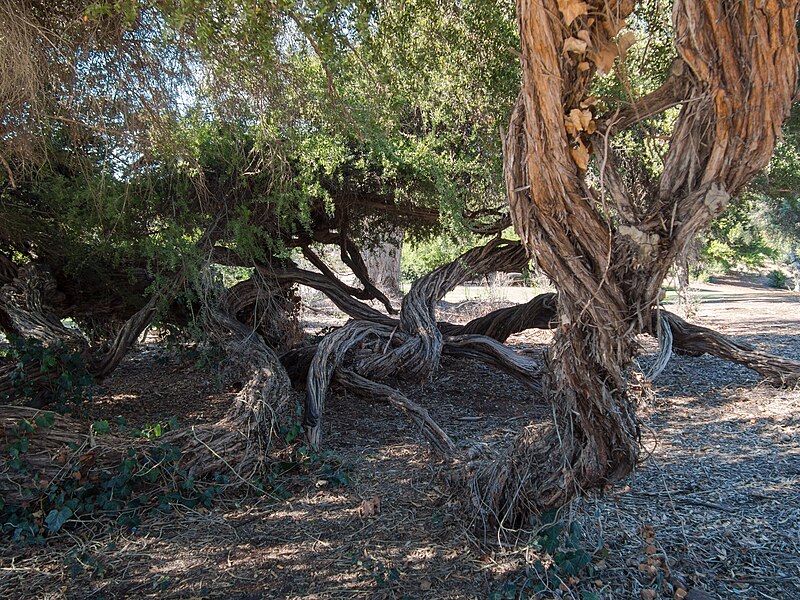 File:Leptospermum laevigatum in Balboa Park 2.jpg