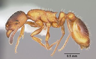 <i>Leptothorax</i> genus of insects