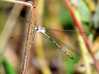 <i>Lestes ochraceus</i> Species of damselfly