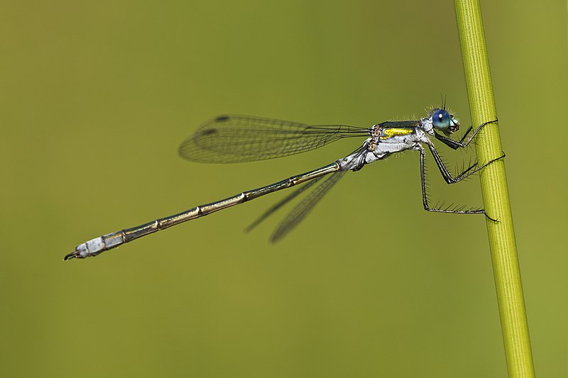 File:Lestes sponsa LC0314.jpg