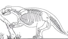 Skeletal diagram of Lestodon armatus in lateral view Lestodon skeleton.jpg