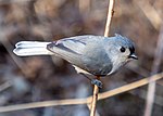 Thumbnail for File:Leucistic tufted titmouse (86779).jpg