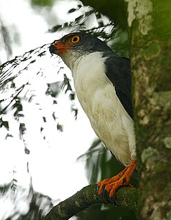 <i>Leucopternis</i> Genus of birds