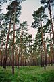 Lieberoser Heide Pinus sylvestris 11.jpg