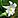 Lilium longiflorum (Пасхальная лилия) .JPG