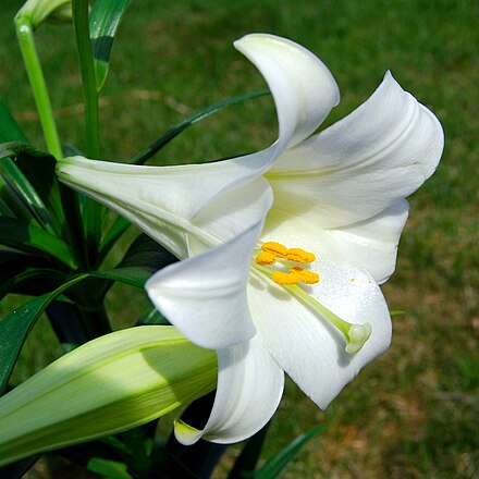 A white lily, the de facto symbol of the yuri genre