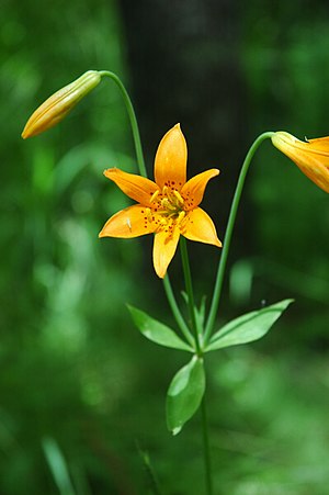 Lilium parvum 1.jpg