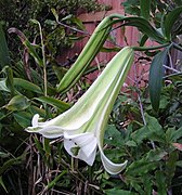 Lilium puerense