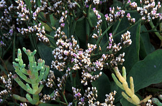 <i>Limonium californicum</i> Species of plant in the family Plumbaginaceae