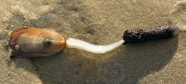 Lingula anatina dari Pulau Stradbroke, Australia.