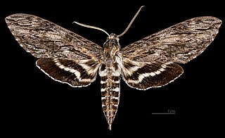 <i>Lintneria lugens</i> Species of moth