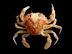 Liocarcinus marmoreus (Marbled swimming crab)