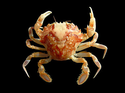 Liocarcinus marmoreus (Marbled Swimming Crab)