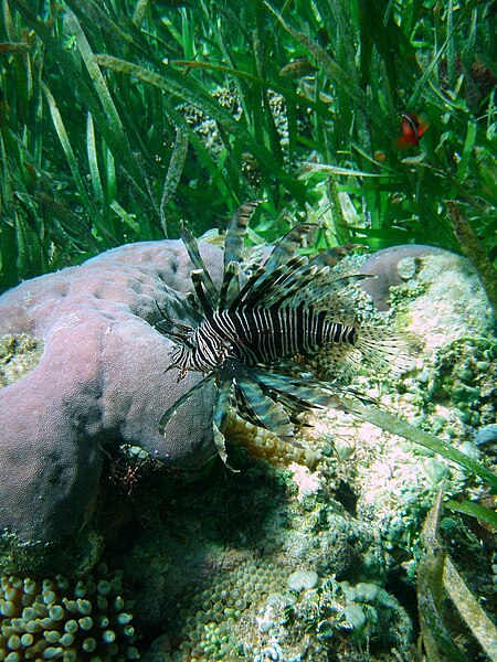 File:Lion Fish in Atauro.JPG