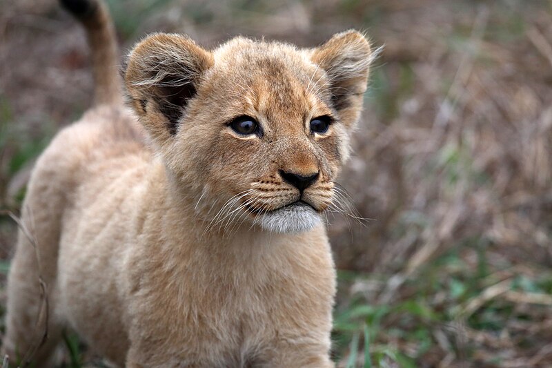 File:Lion cubs (51714365062).jpg