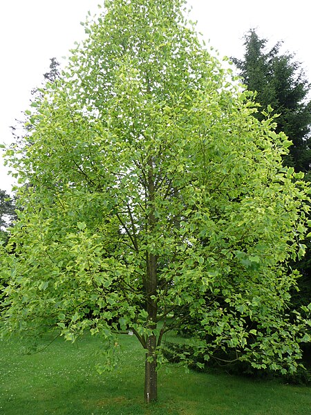 File:Liriodendron tulipifera 'Aureomarginatum' 01 by Line1.JPG