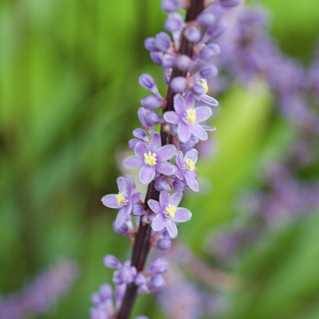 Liriope muscari - Fleurs-2.jpg