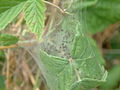 Listspinnen, frisch geschlüpft; Nursery Web Spiders, just hatched