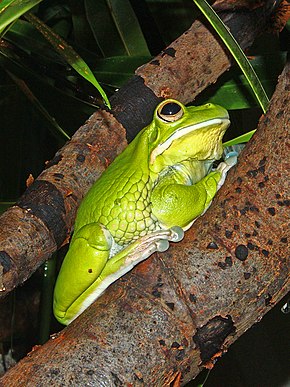 A kép leírása Litoria infrafrenata 01.JPG.