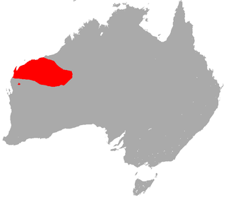 Little red kaluta Species of marsupial