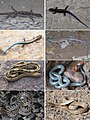 Lizards and snakes (10.3897-zookeys.735.22200) Figure 6.jpg