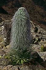 Miniatura para Lobelia telekii