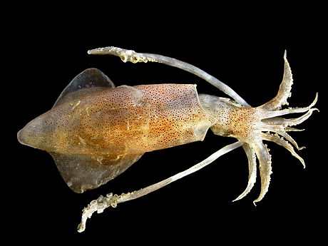 European squid (Loligo vulgaris)