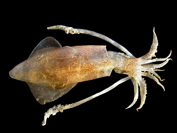 European squid (Loligo vulgaris). The mantle is all that is visible behind the head: the outer body wall and the fins are all part of the mantle.